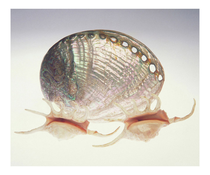 Sea shells 01 - 100 x 75 cm Prints - Edition of 5