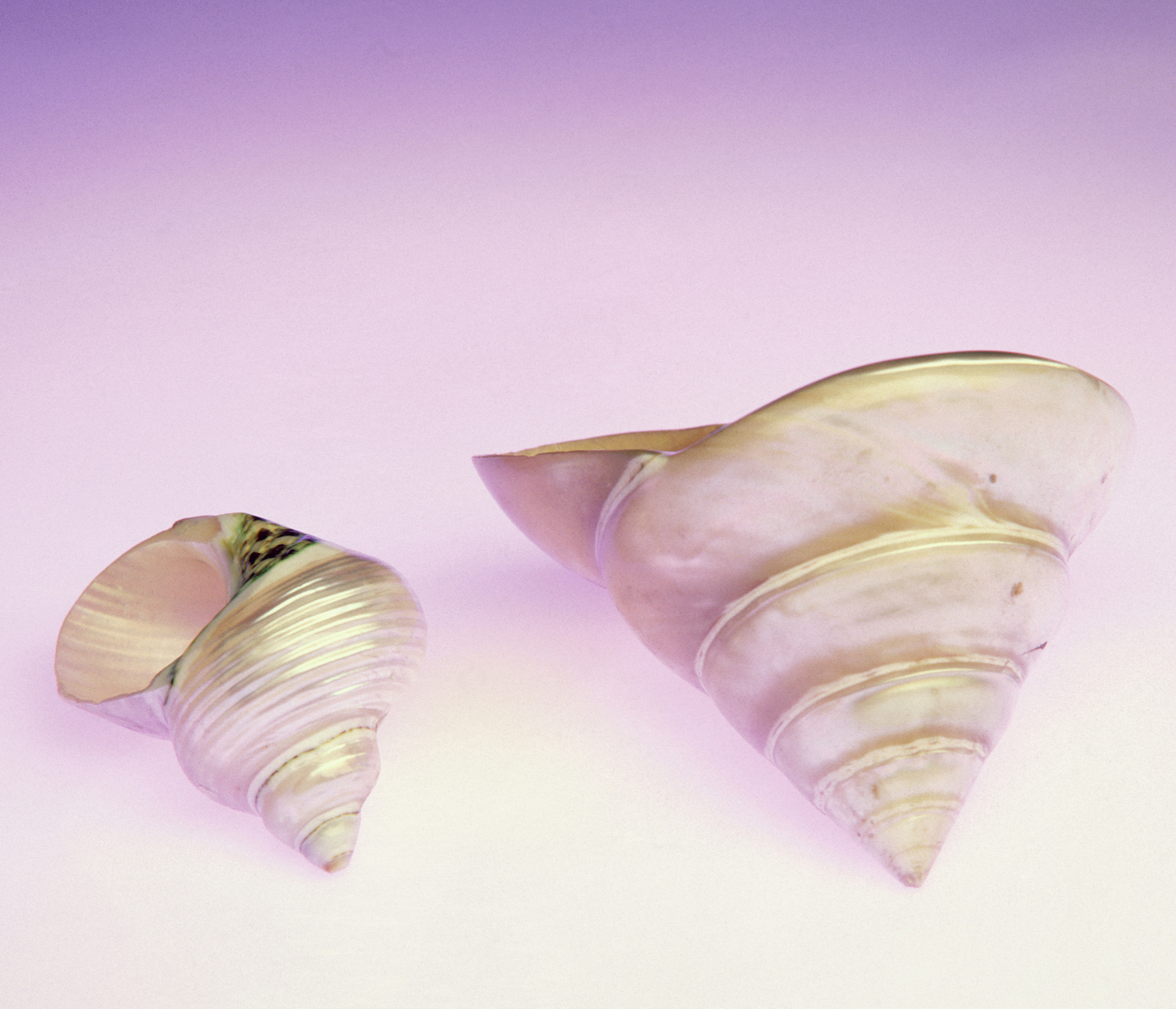 Sea shells 02 - 100 x 75 cm Prints - Edition of 5