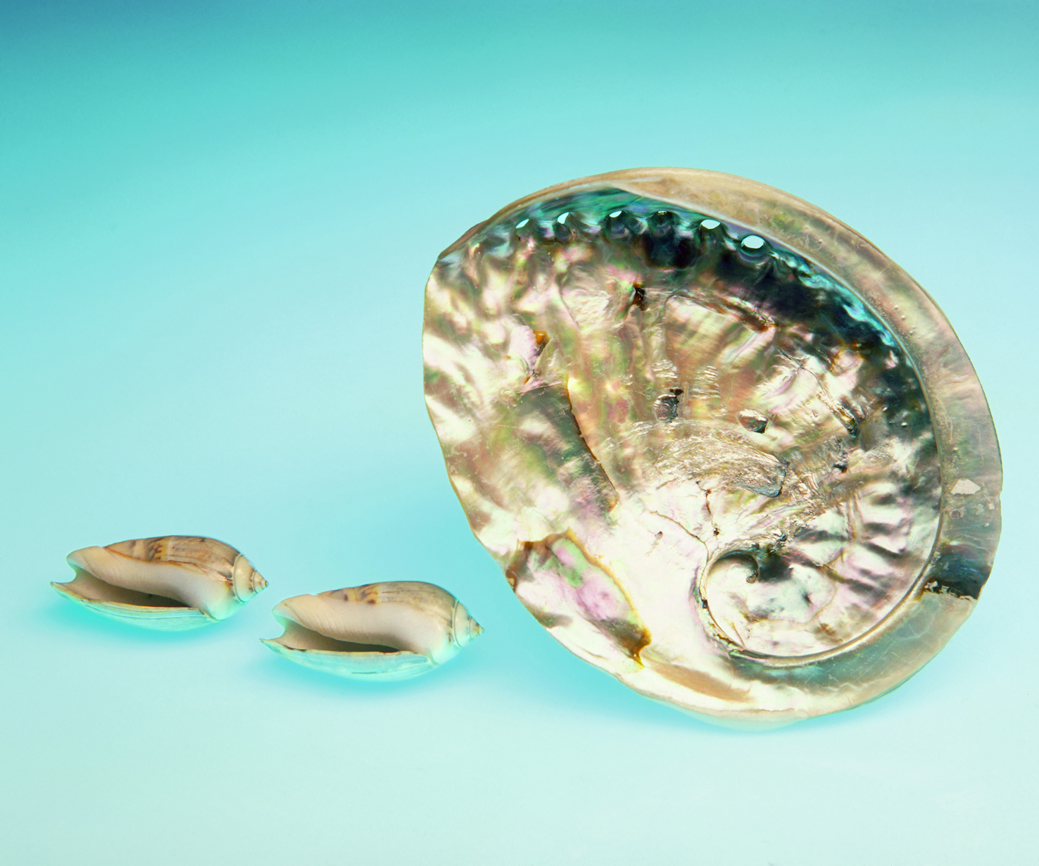 Sea shells 03 - 100 x 75 cm Prints - Edition of 5