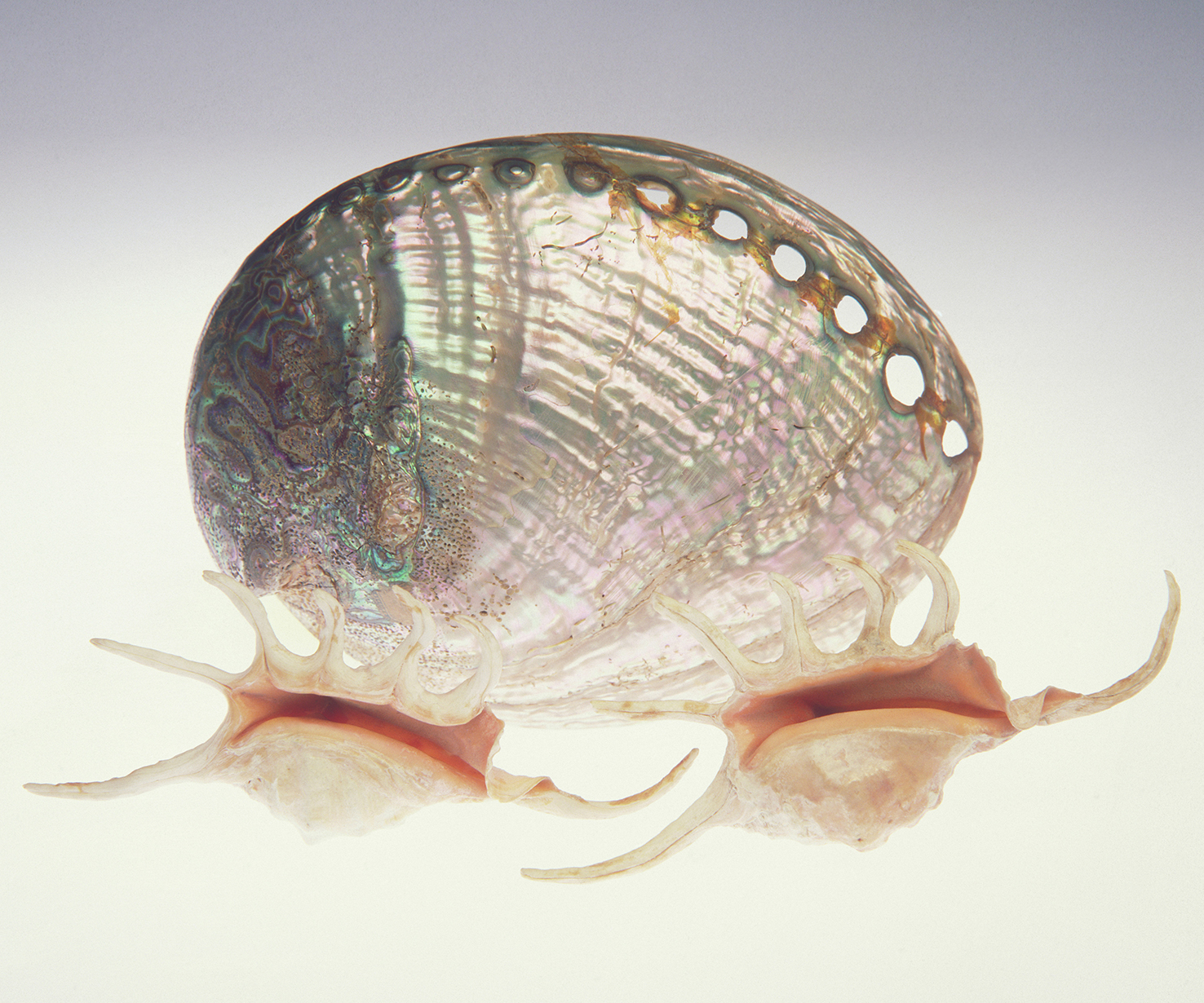 Sea shells 04 - 100 x 75 cm Prints - Edition of 5