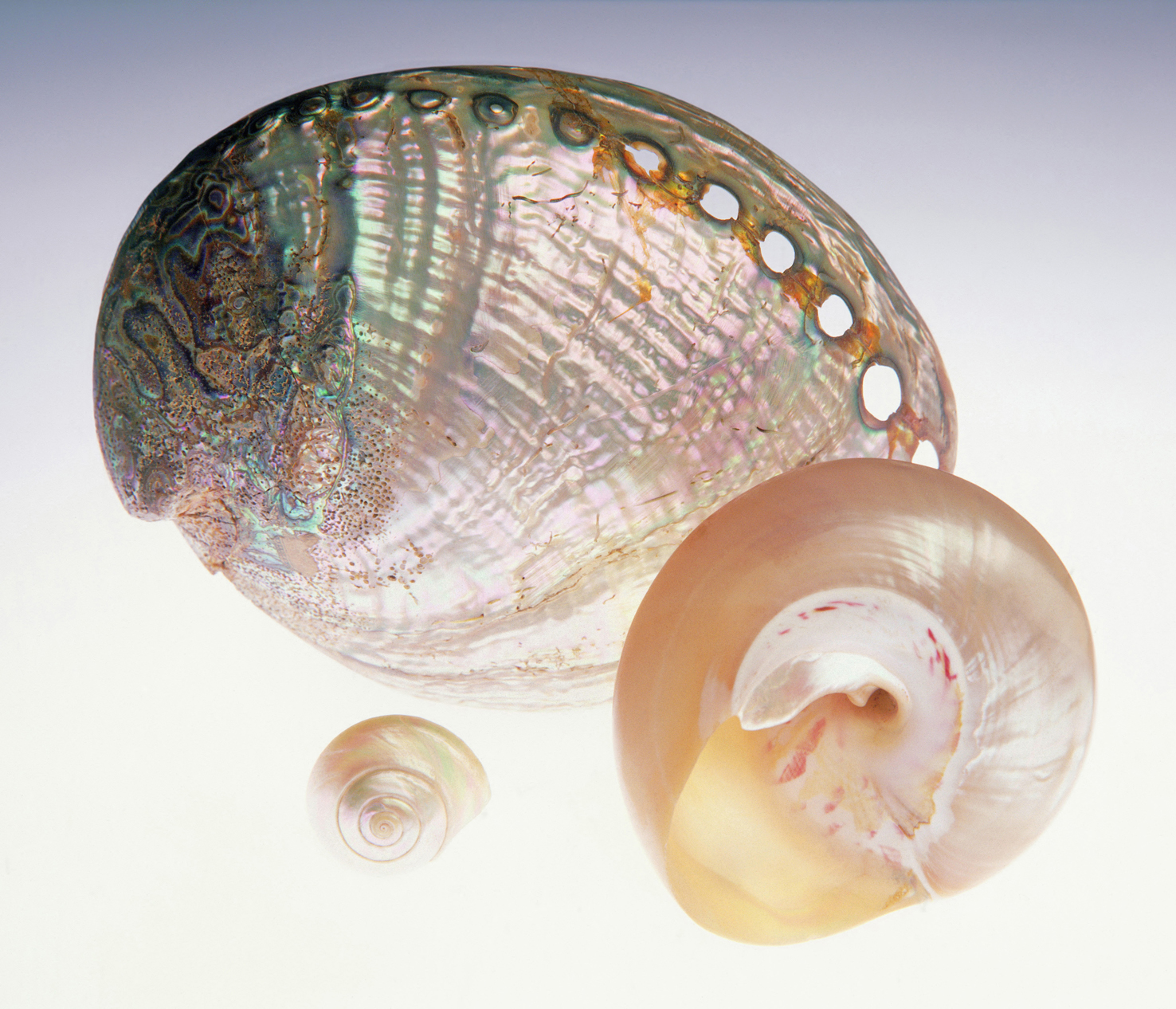 Sea shells 06 - 100 x 75 cm Prints - Edition of 5