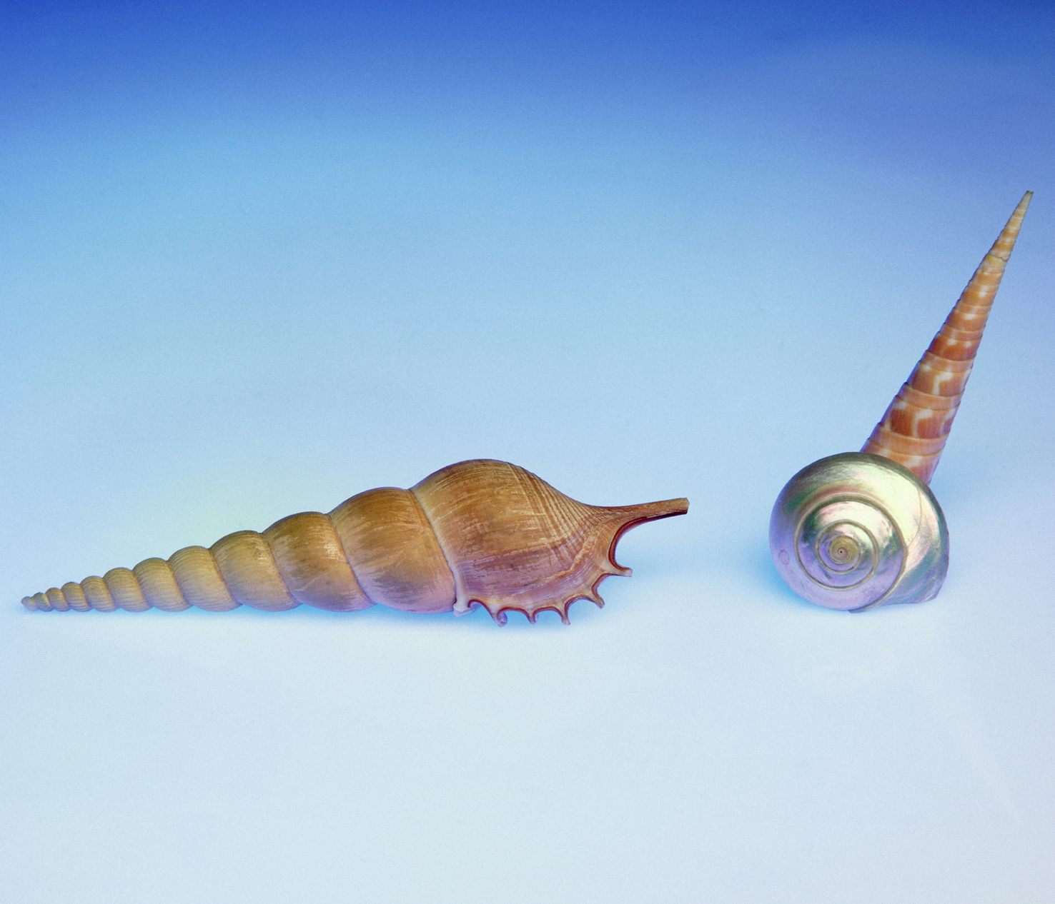 Sea shells 07 - 100 x 75 cm Prints - Edition of 5