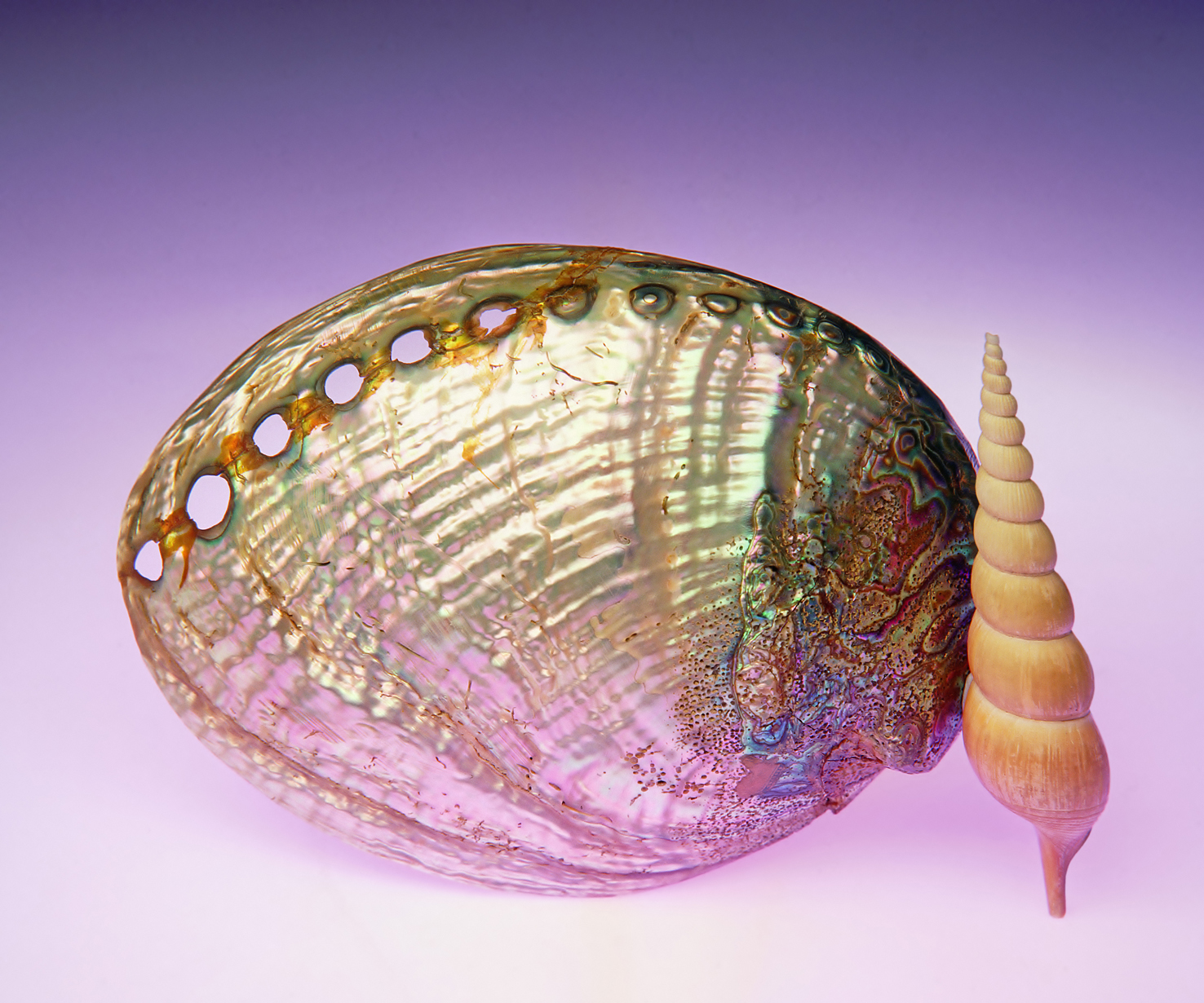 Sea shells 08 - 100 x 75 cm Prints - Edition of 5