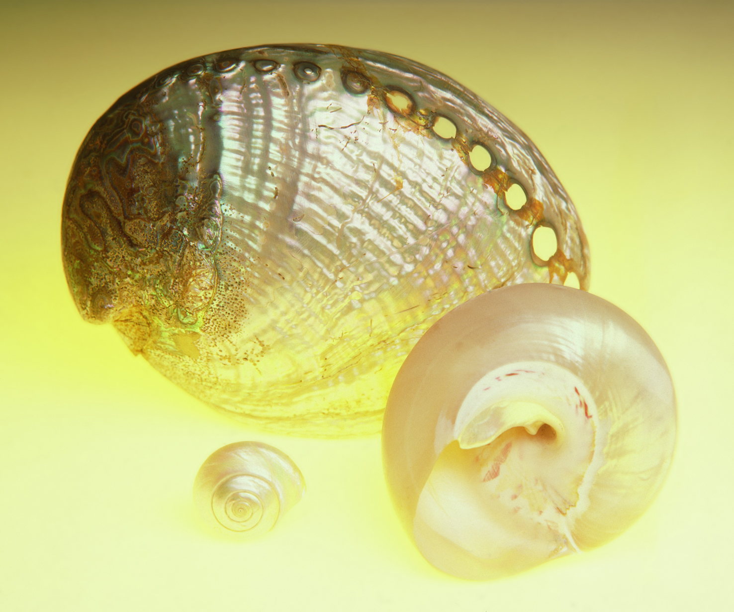 Sea shells 09 - 100 x 75 cm Prints - Edition of 5