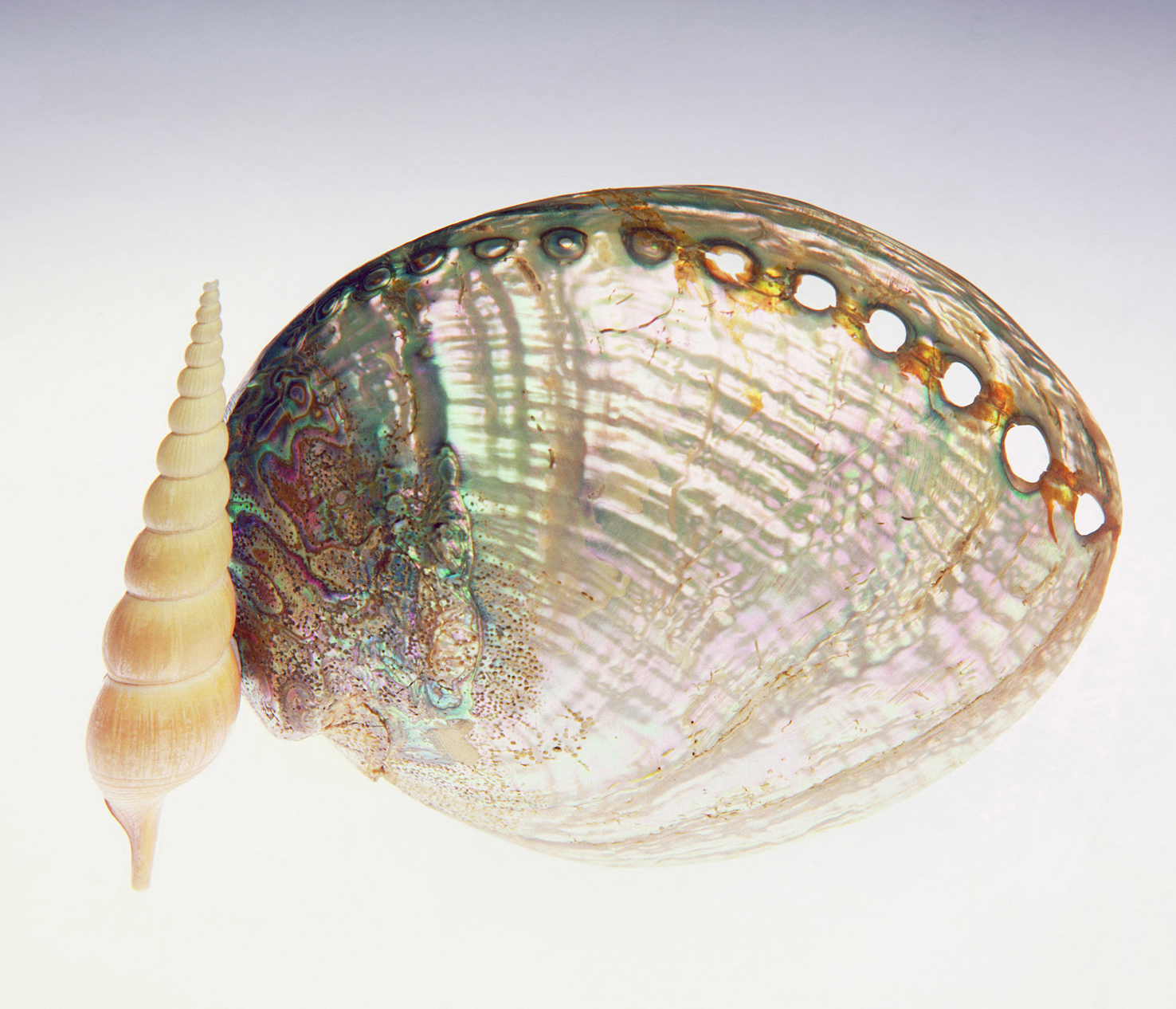 Sea shells 10 - 100 x 75 cm Prints - Edition of 5