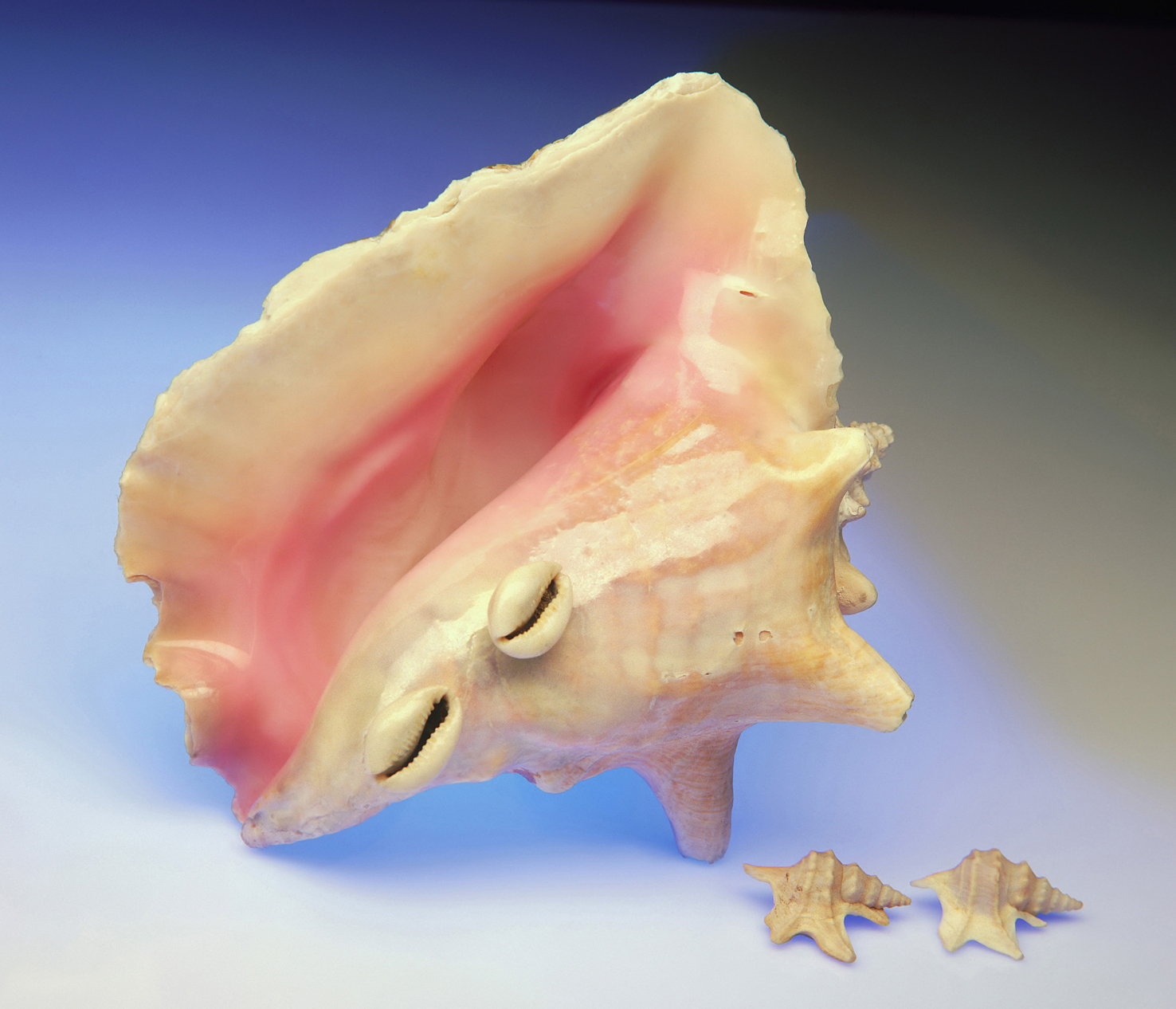 Sea shells 11 - 100 x 75 cm Prints - Edition of 5