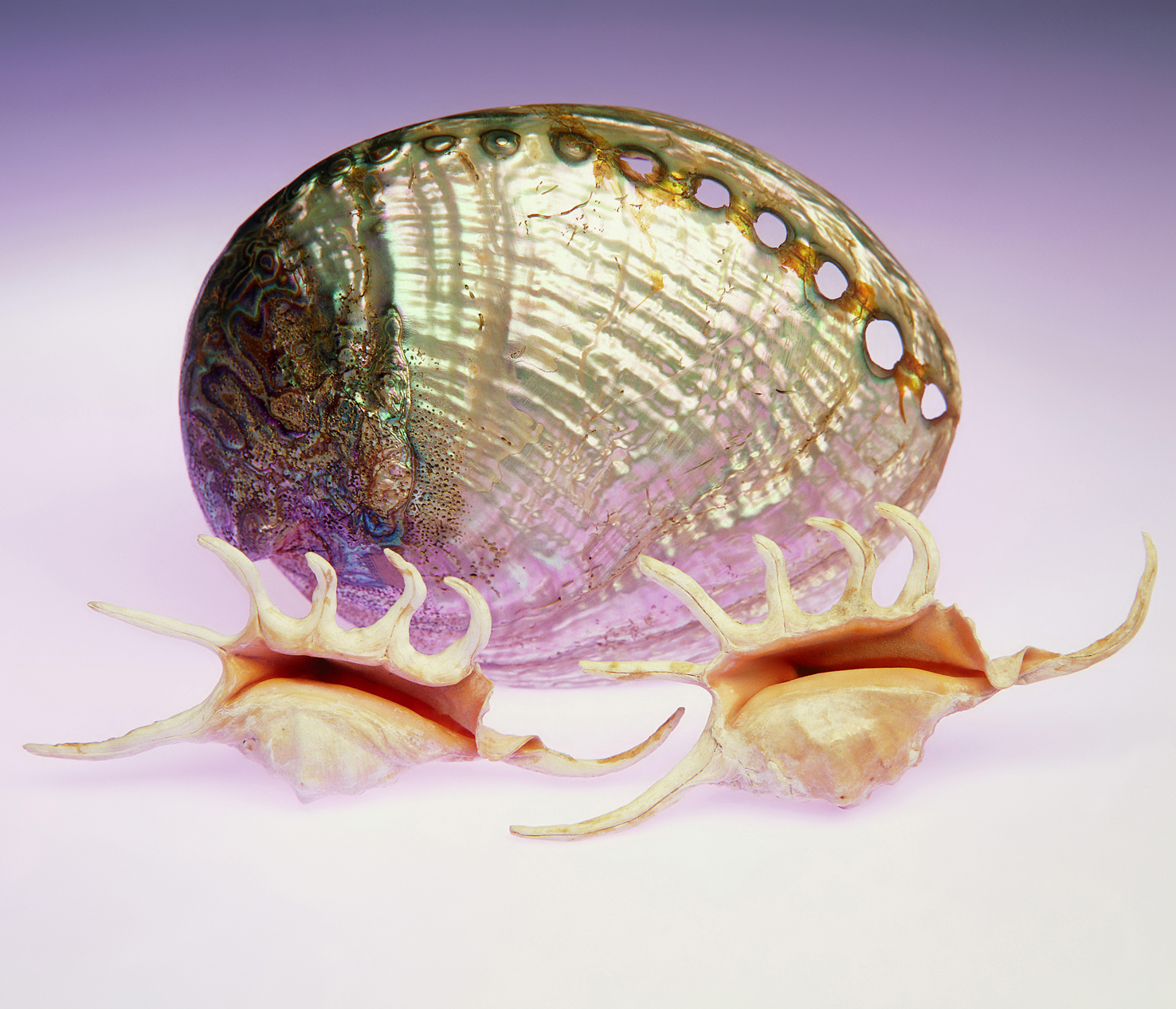 100 x 75 cm Prints - Edition of 5