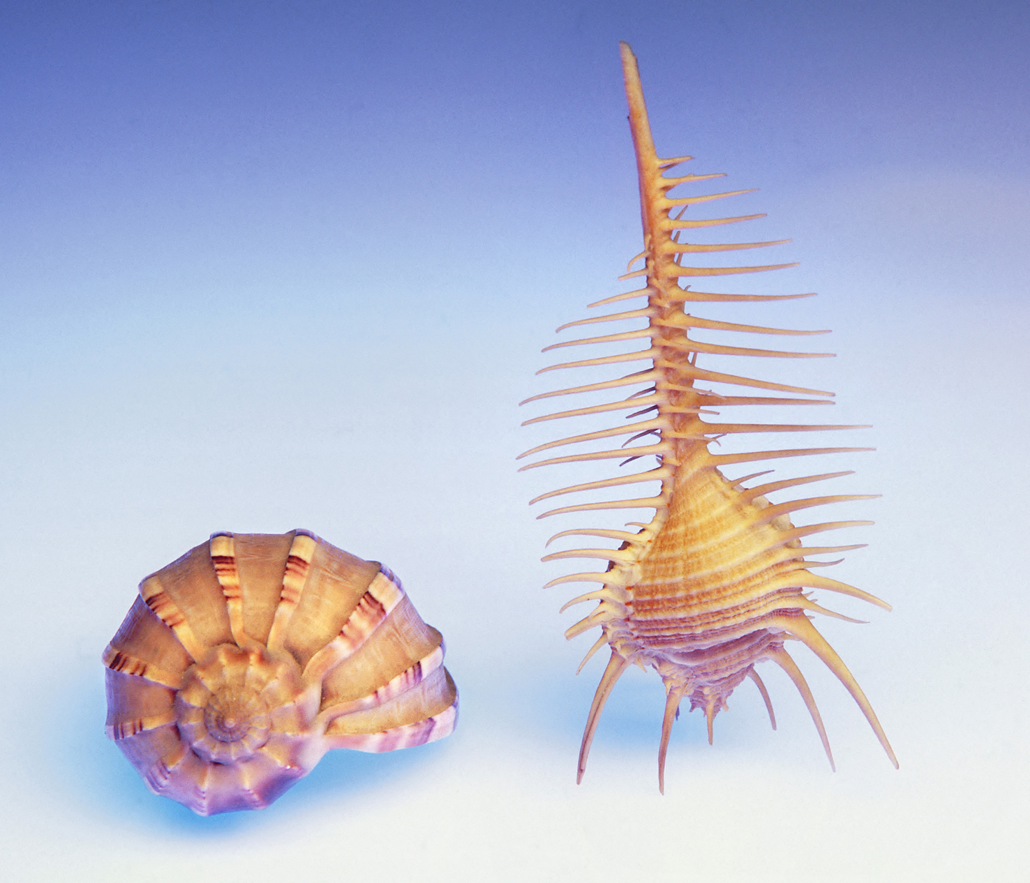 Sea shells 13 - 100 x 75 cm Prints - Edition of 5