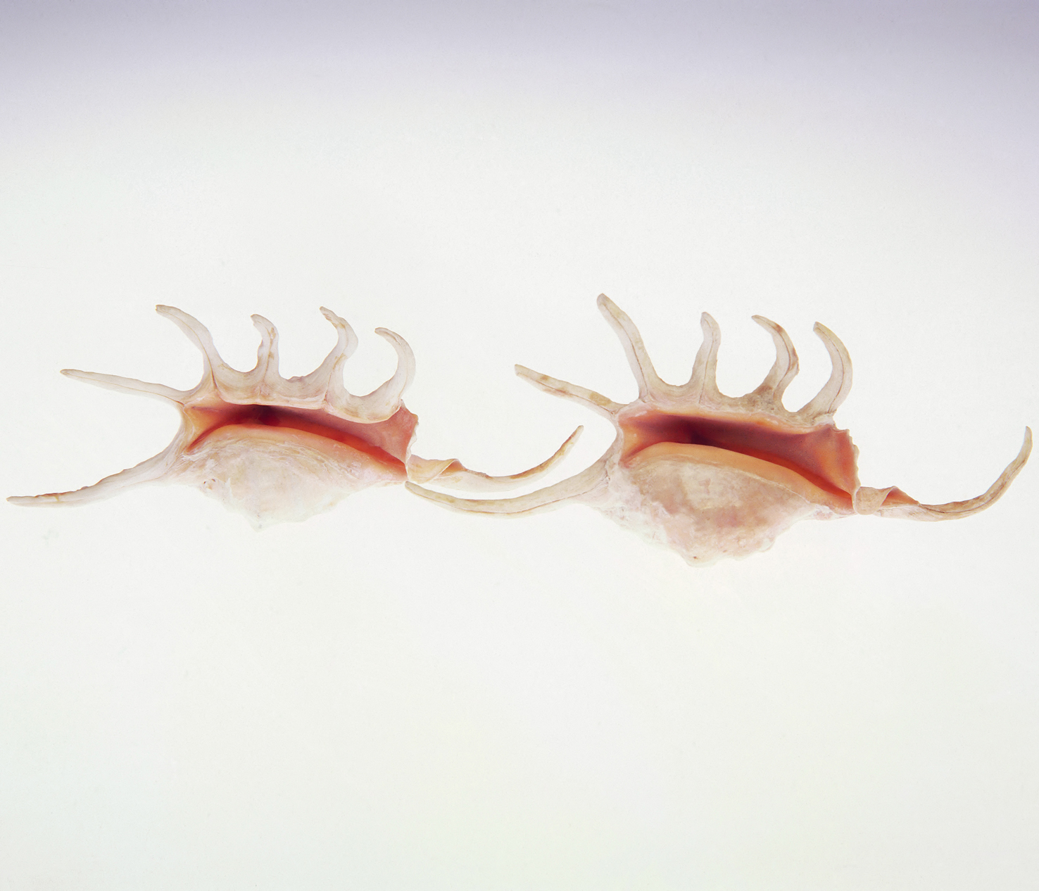 Sea shells 14 - 100 x 75 cm Prints - Edition of 5