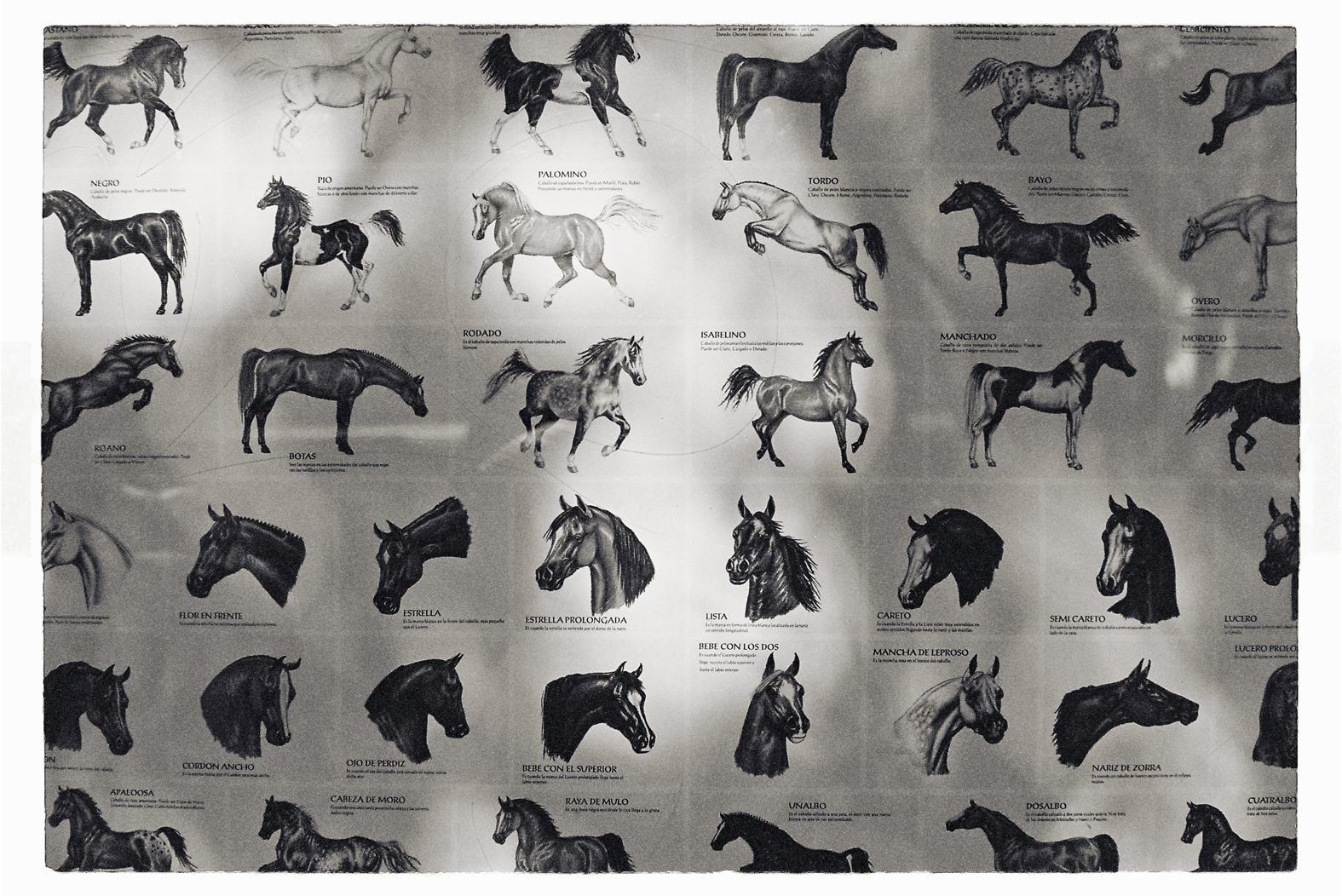 13 cm x 18 cm Postcard Size C Type Prints Portfolio - Edition of 50