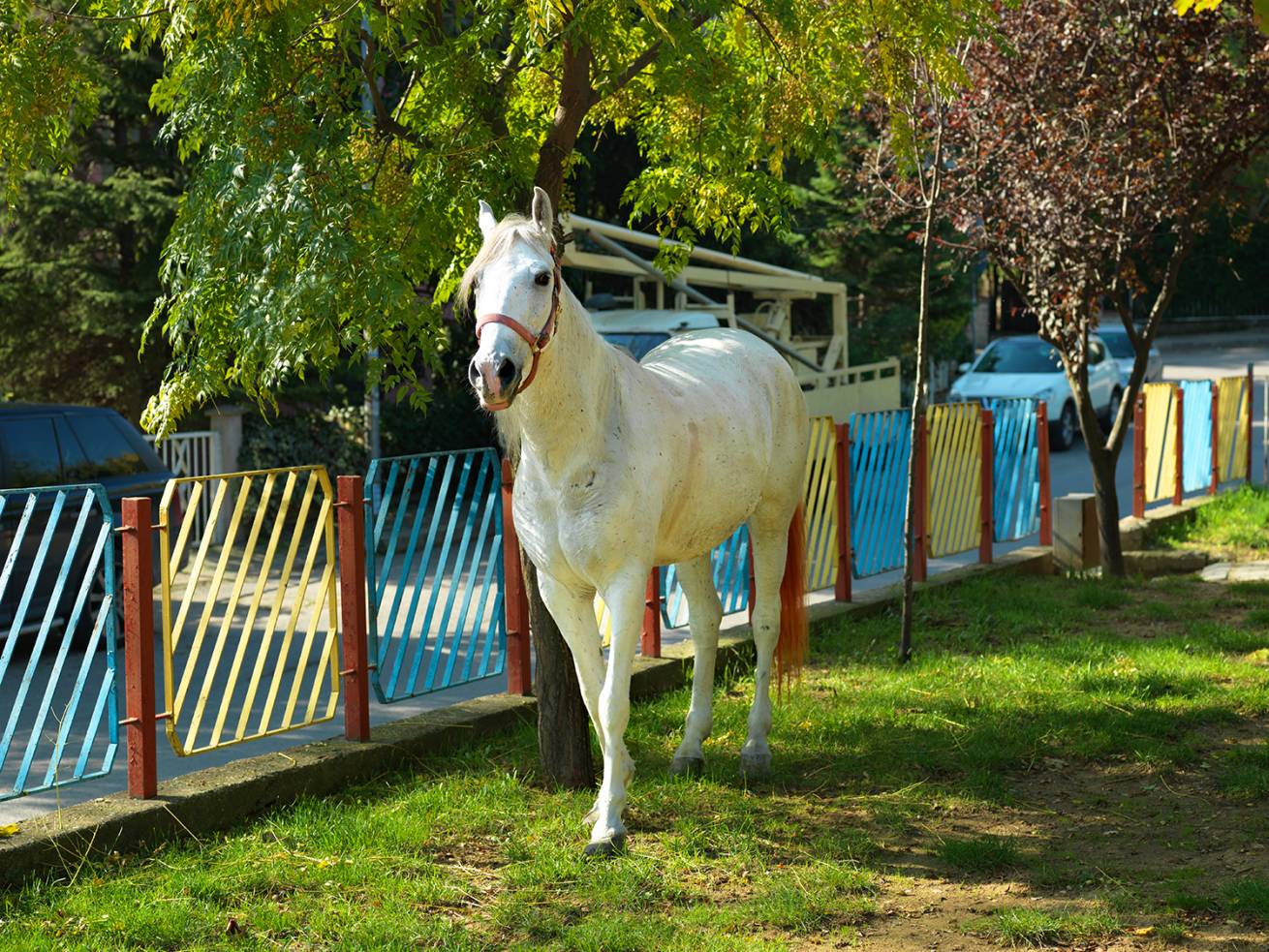 110 x 150 cm C Type Prints - Edition of 7