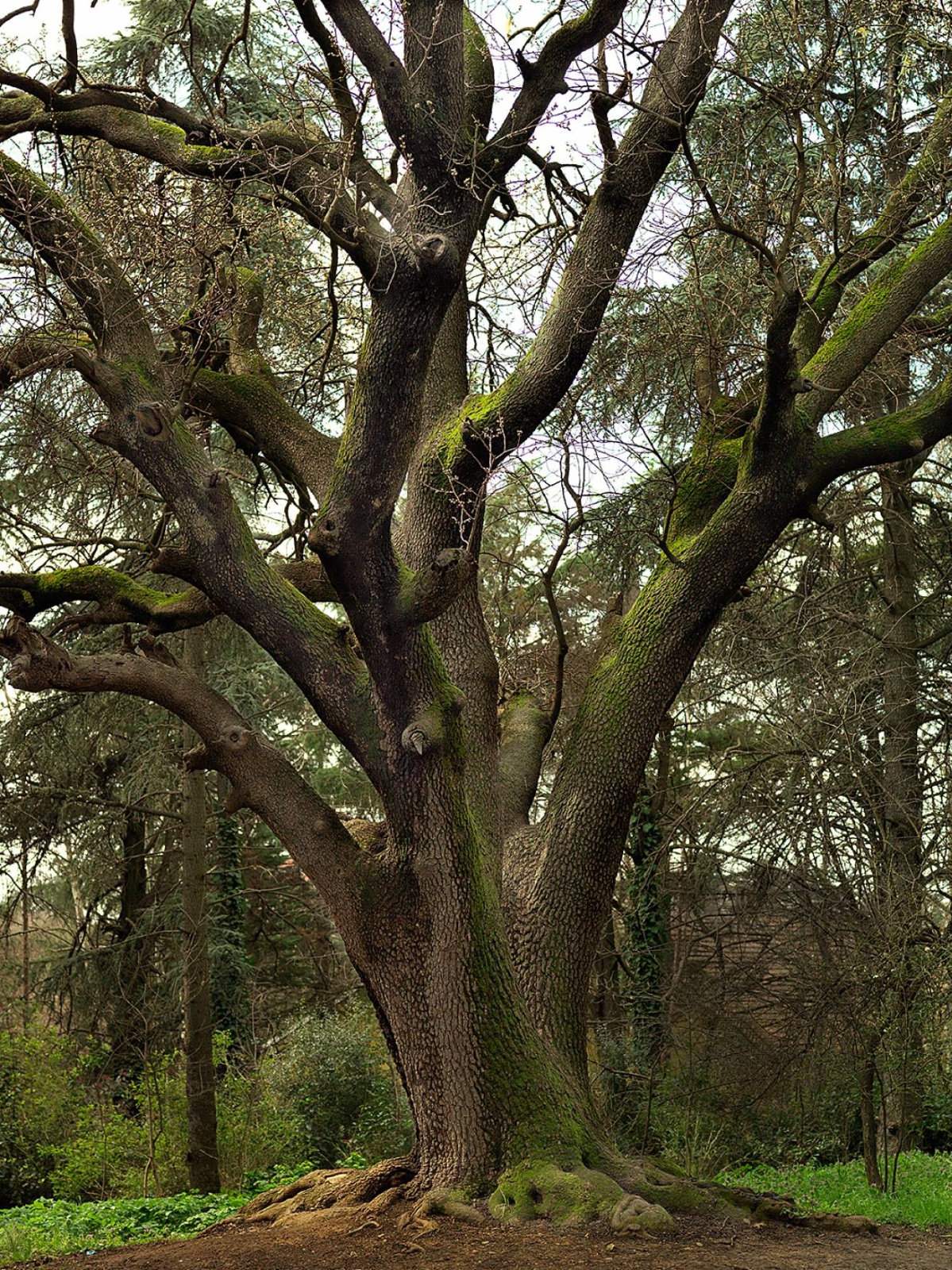 110 x 150 cm C Type Prints - Edition of 7