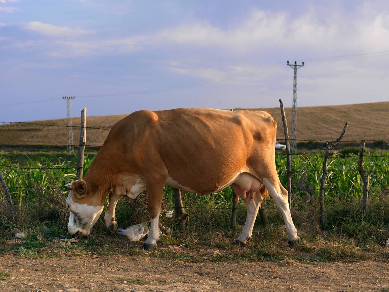 110 x 150 cm C Type Prints - Edition of 7