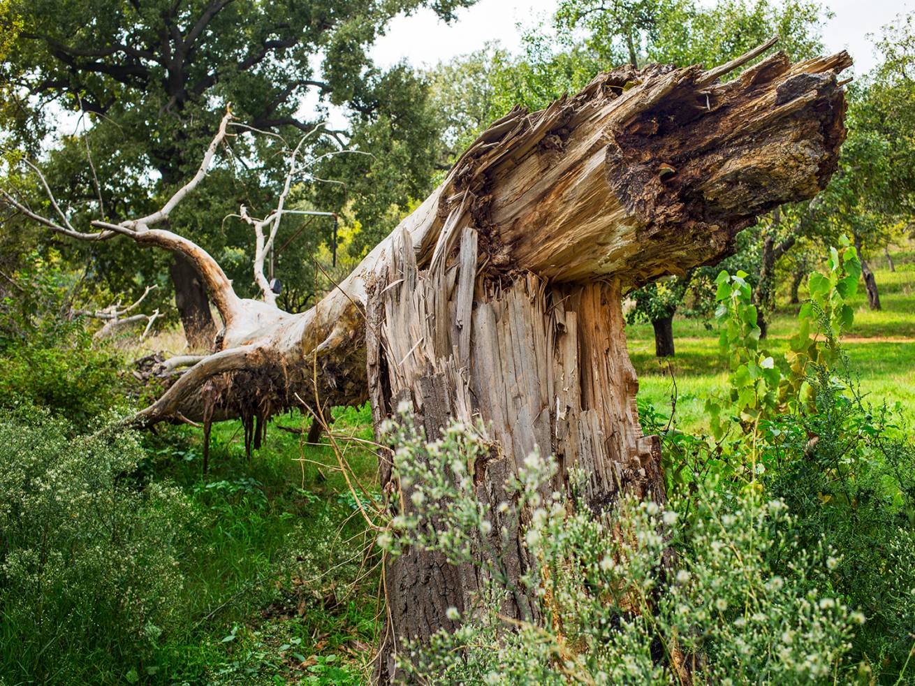 110 x 150 cm C Type Prints - Edition of 7