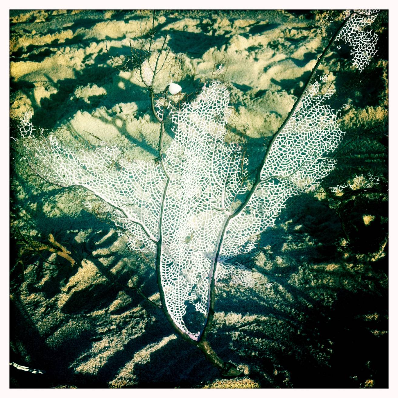 13 cm x 15 cm Postcard Size C Type Prints Portfolio - Edition of 50