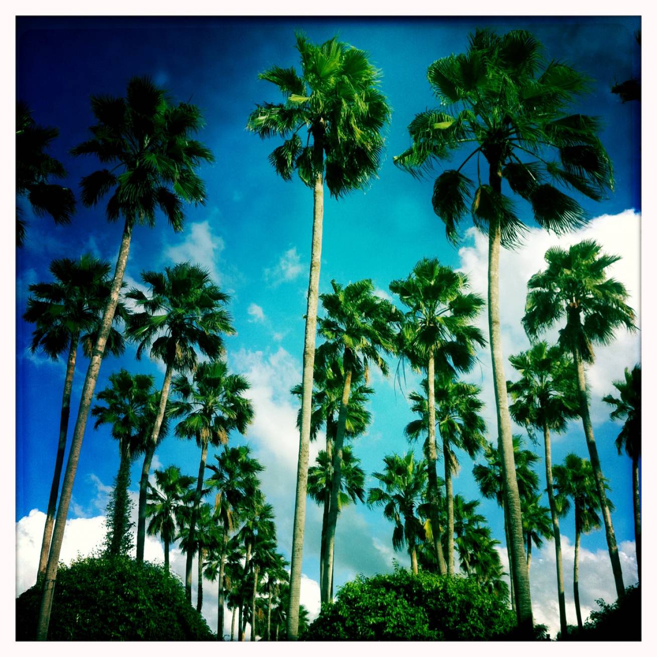 13 cm x 15 cm Postcard Size C Type Prints Portfolio - Edition of 50