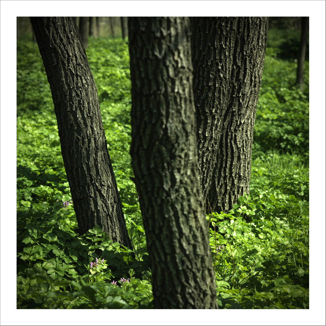 New photographs2 16 - 110 x 110 cm Diasec Mounted Prints - Edition of 5