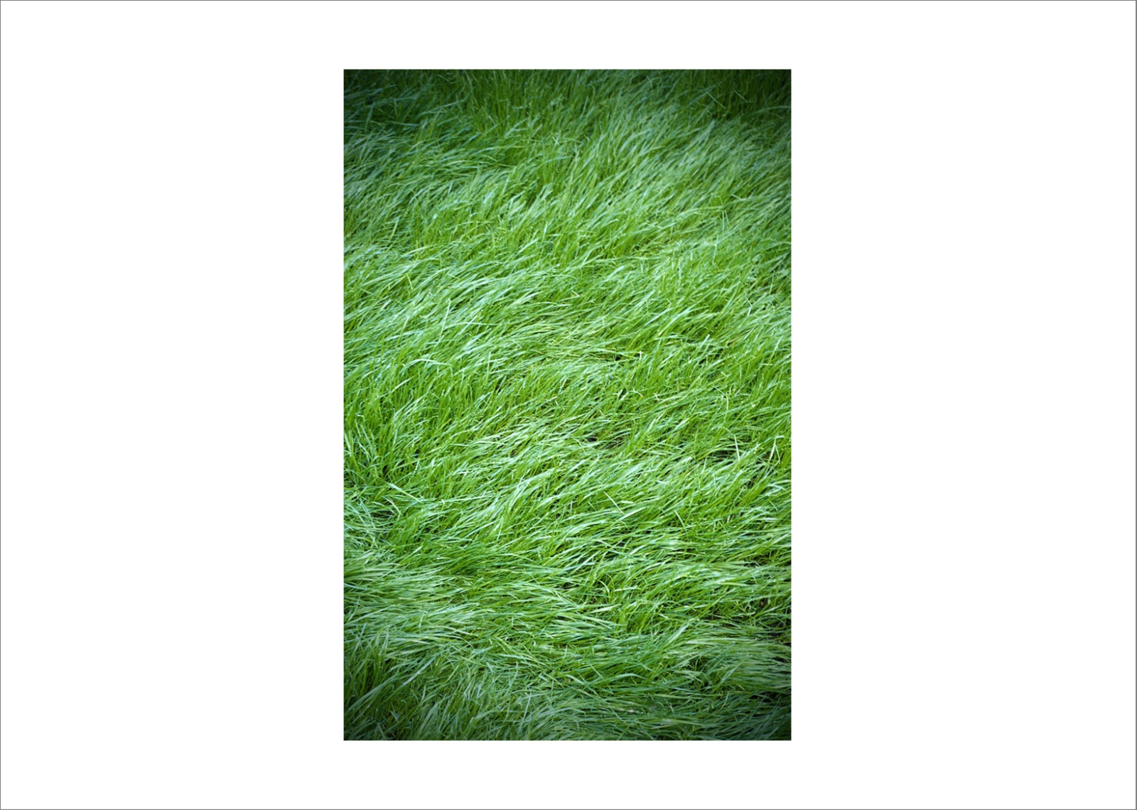 New photographs1 36 - 110 x 140 cm Pigment Prints - Edition of 5